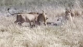 Animal Fight