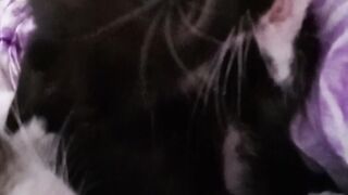 Cat, kitten ???? cats are love