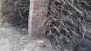mashAllah animal