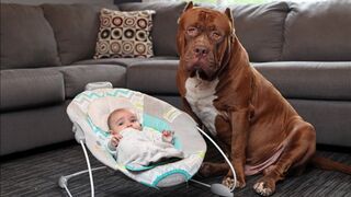 Amazing Dogs Meet Newborn Babies First Time | Dog Love Baby Video Compilation