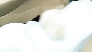 Cat fun funny
