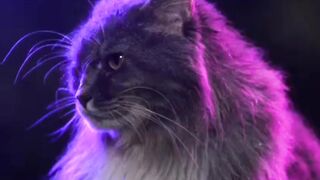 Cat on mood????