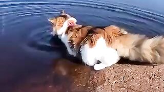Funny animals