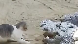 Cat fun funny