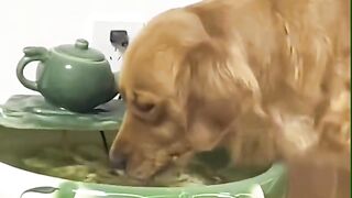 Top Viral video on Tiktok #viral #tiktok