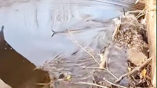 Top Viral video on Tiktok #viral #tiktok