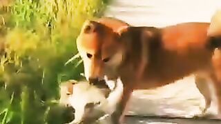 Funny dog