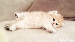 Le chaton dort doucement avec le poulet