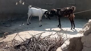 Village  Animals  tow Fight
