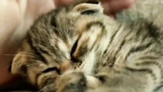 Cat in sleeping Mood!!cat funny videos??