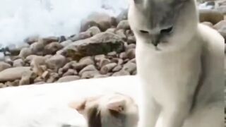Cat love video