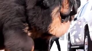 Beautifull dog