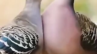 Bird.  Beautiful.
