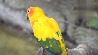 Parrot video