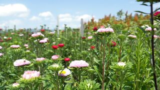 Flower Field Wildflowers