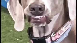 Ultimate Funny DOGS Compilation! ???? (Cutest PUPPIES on the internet) ???? #4.
