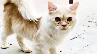Cat for sale