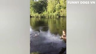 Funniest Animals Videos 2023 ???? Funniest Dogs And Cats ????????
