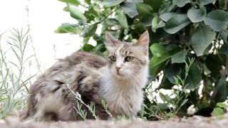 Beautiful Cat