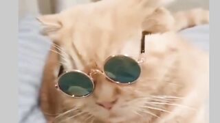 Funny cat
