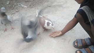 My cute pigeons