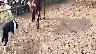Animal Fight