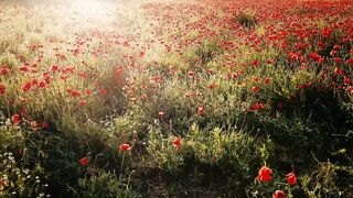 Poppy Field Red