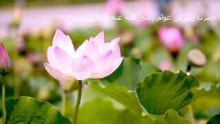 lotus dancing in the wind