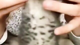 Funny Cat Video | Cute Cat Videos | Cute Cats | Baby Cat
