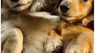 Top Funny Cute Dog Videos and TIKTOK Compilation