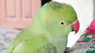 My parrot talking beautiful voice