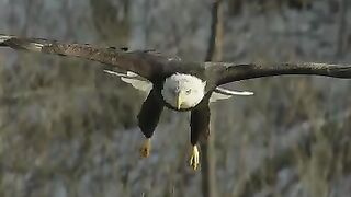 Bald Eagle catching Fish