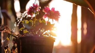 Flower Sunset Watering