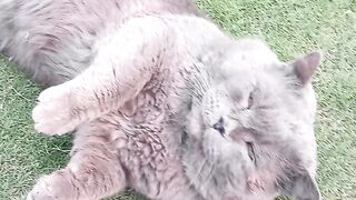 Cute Cat | Subscribe Channel if you think I am Cute