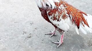 Rooster