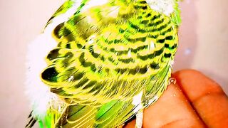 Budgies New Colors Chicks