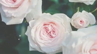 Surah Rehman | copyright free