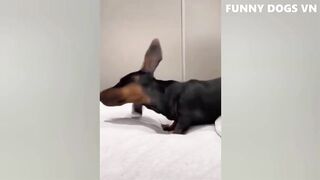 Funniest Animals Videos 2023 ???? Funniest Dogs And Cats ????????