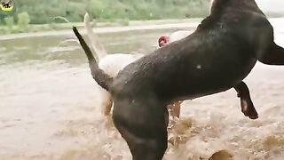 Beautiful animals you ll Love to watch| The sounds of animals will make your day more beautiful