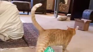 He looked back like funny cat.