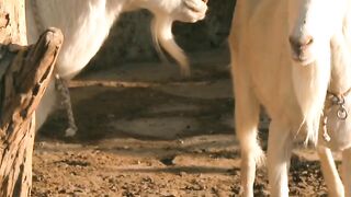 Dhari wali bakri