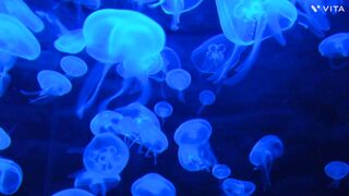 Deep sea water with jelly fish