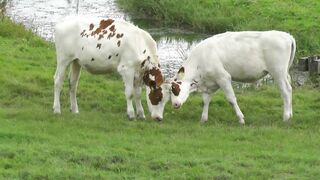 Cow fighting