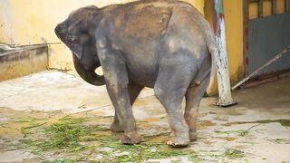Funny animal sounds: Elephant, cow, chicken, horse, duck, dog, cat -