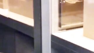 Cats funny movments videos