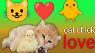 Fluffy orange meets with the yolk ????