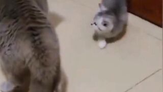 Cat fighting video@??? cat cute funny videos???