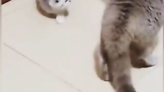 Cats fun