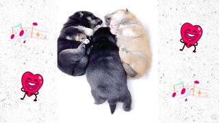 Cute Dogs and Cats