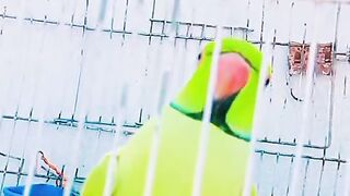 #shorts #birds #parrot #mithoo #ytshorts #india #parrottalking #viral #viralvideo  #youtubeshorts
